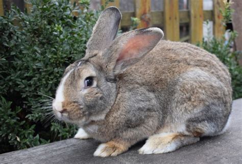 Flemish rabbit for sale - 